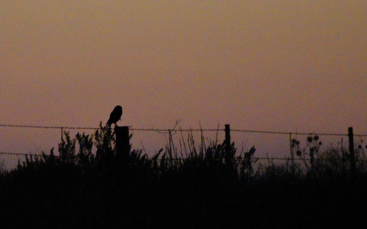 sýček králičí - ML645839874