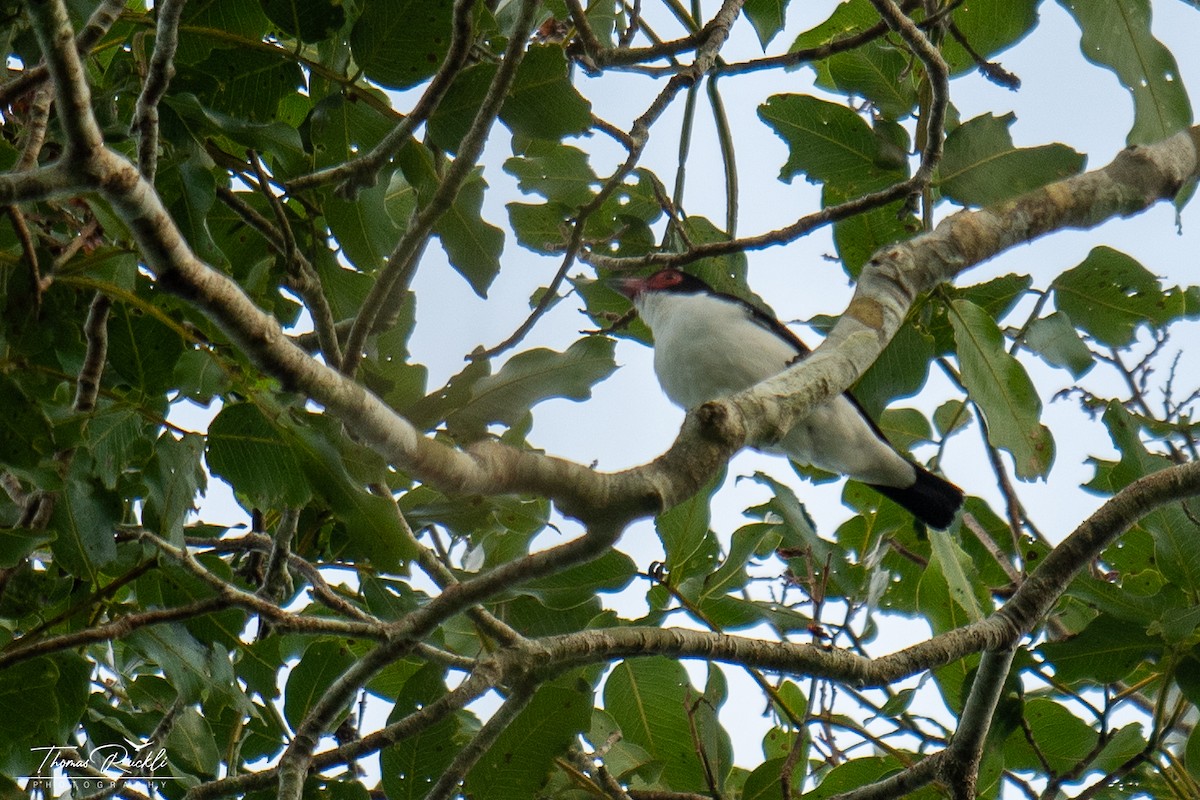 Black-tailed Tityra - ML645839883