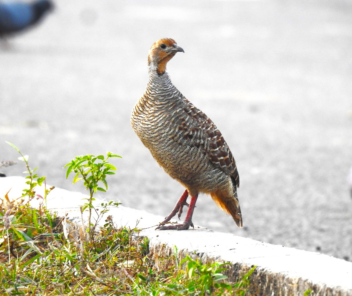 frankolín křepelčí - ML645839892