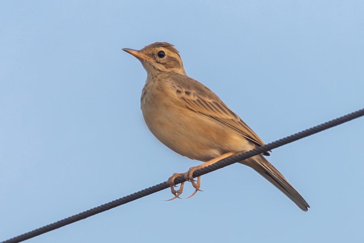 Paddyfield Pipit - ML645839901