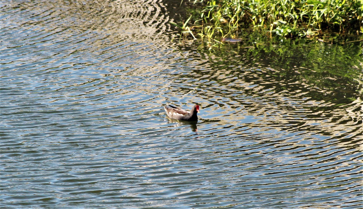 Gallinule d'Amérique - ML645839902