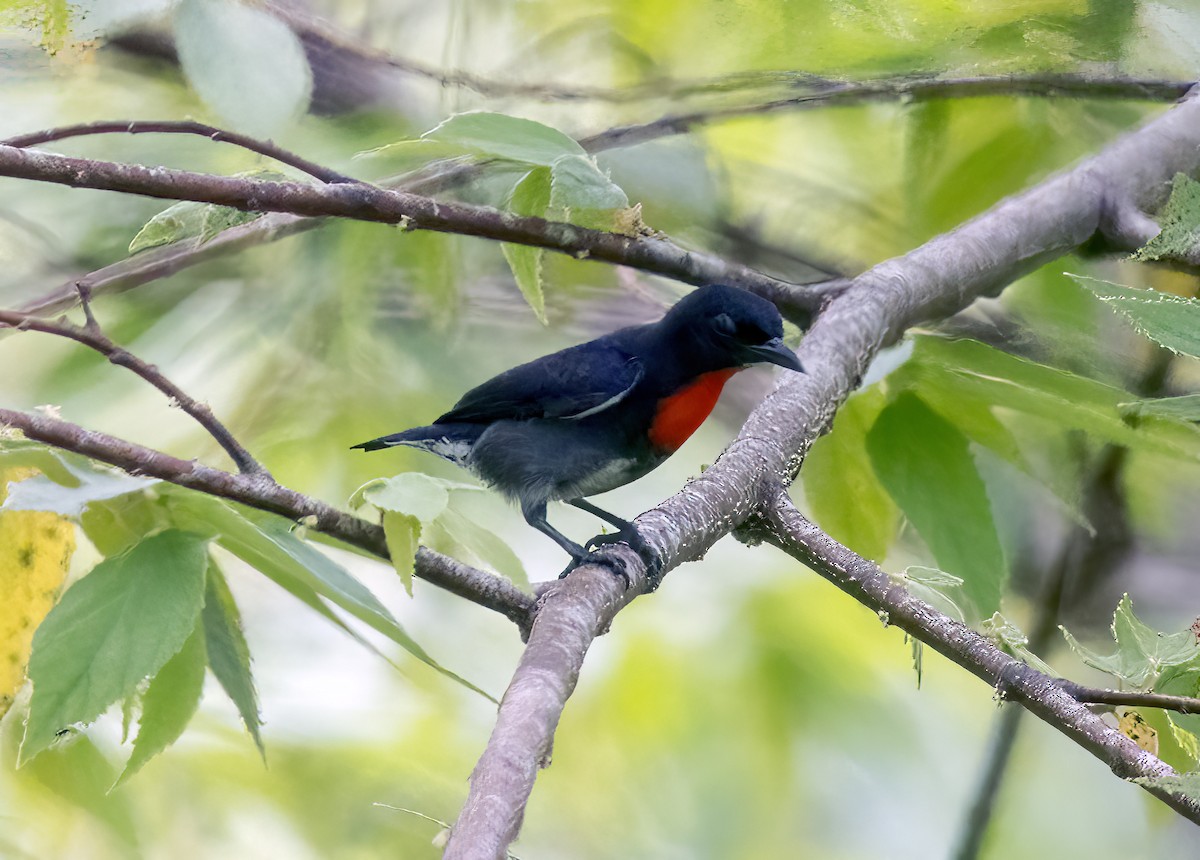 květozob černolící - ML645839906