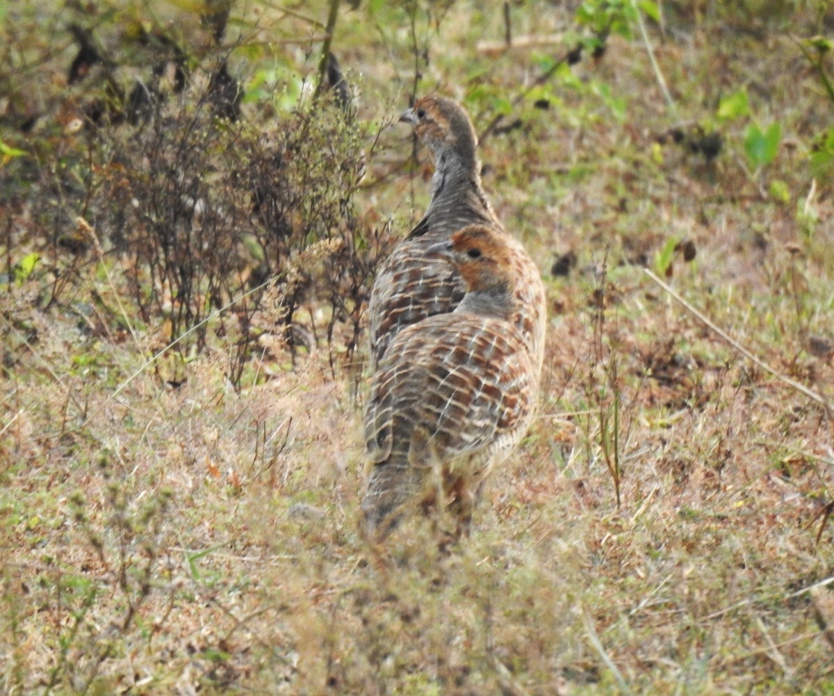 frankolín křepelčí - ML645839907