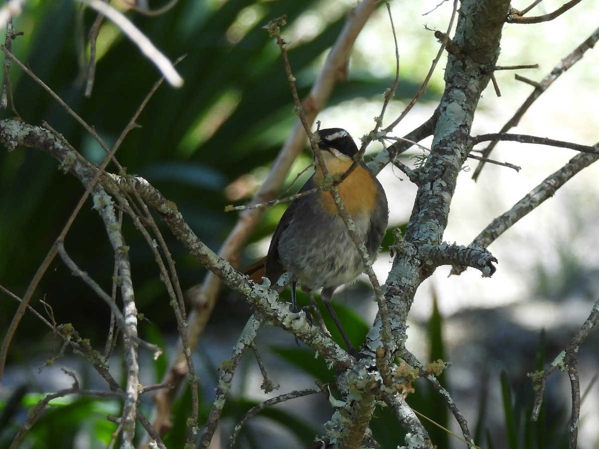 Cossyphe du Cap - ML645839909