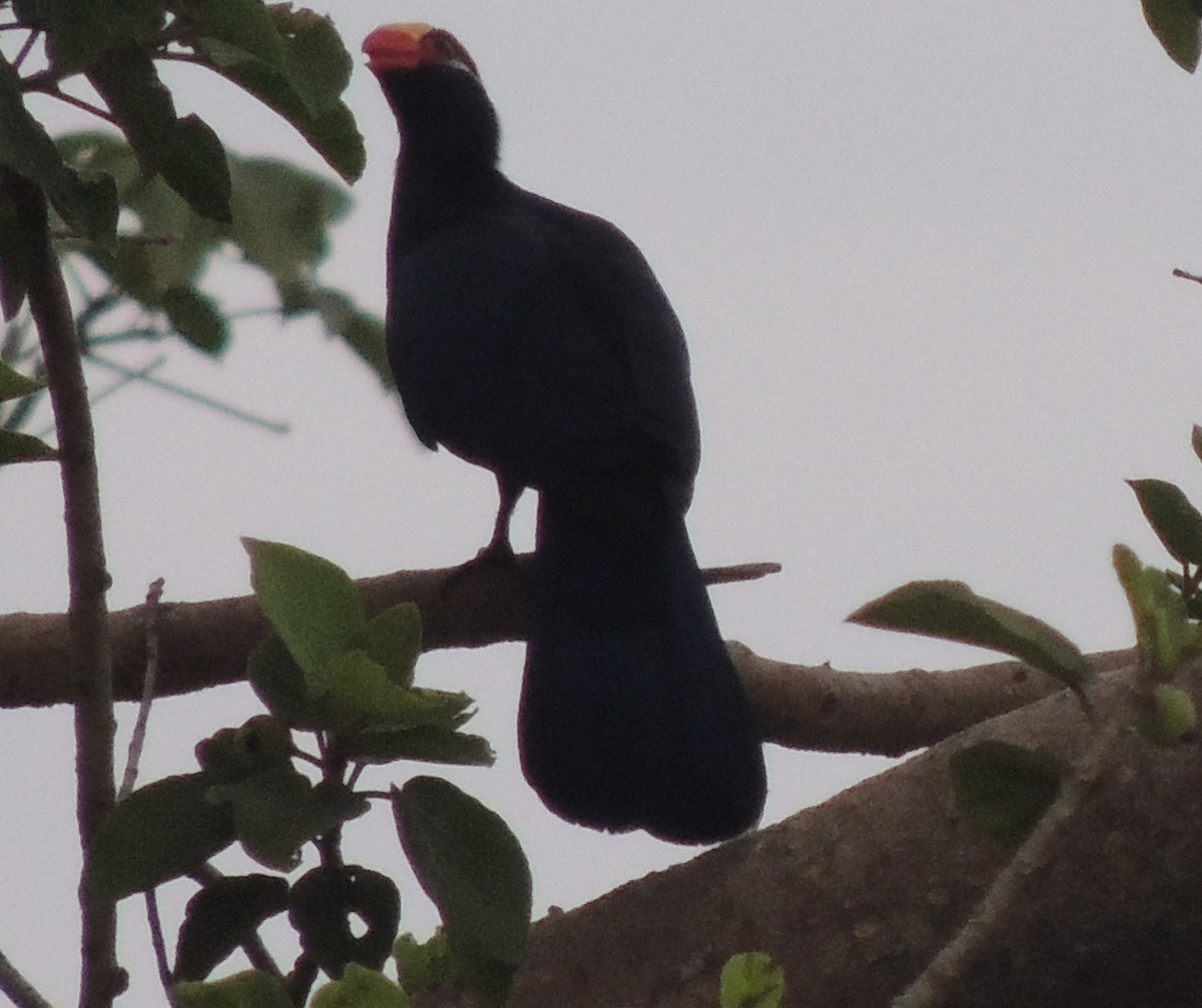 Touraco violet - ML645839910