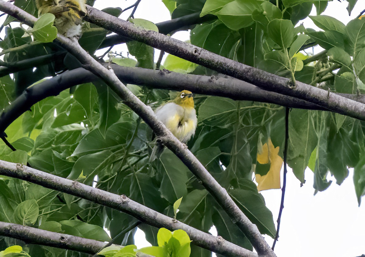 Zostérops d'Everett - ML645839911