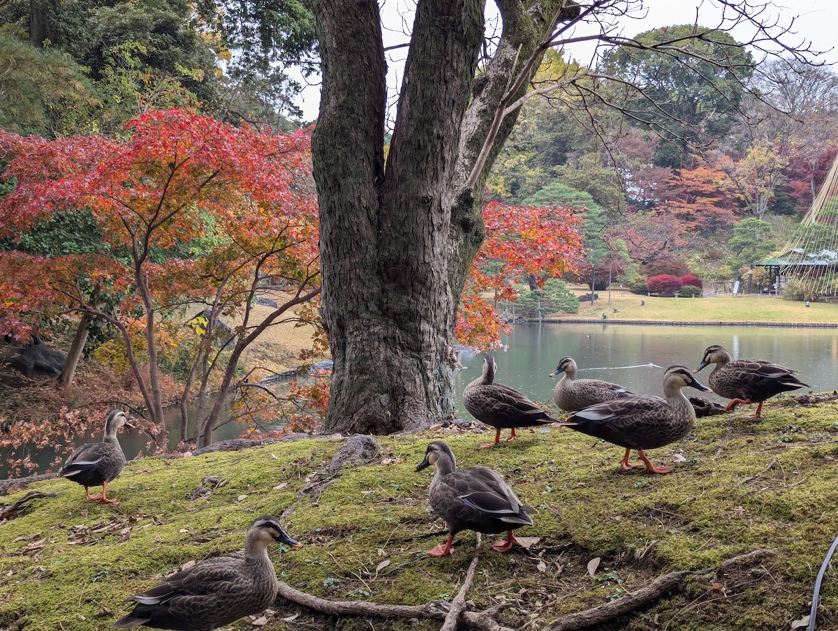 Canard colvert - ML645839912