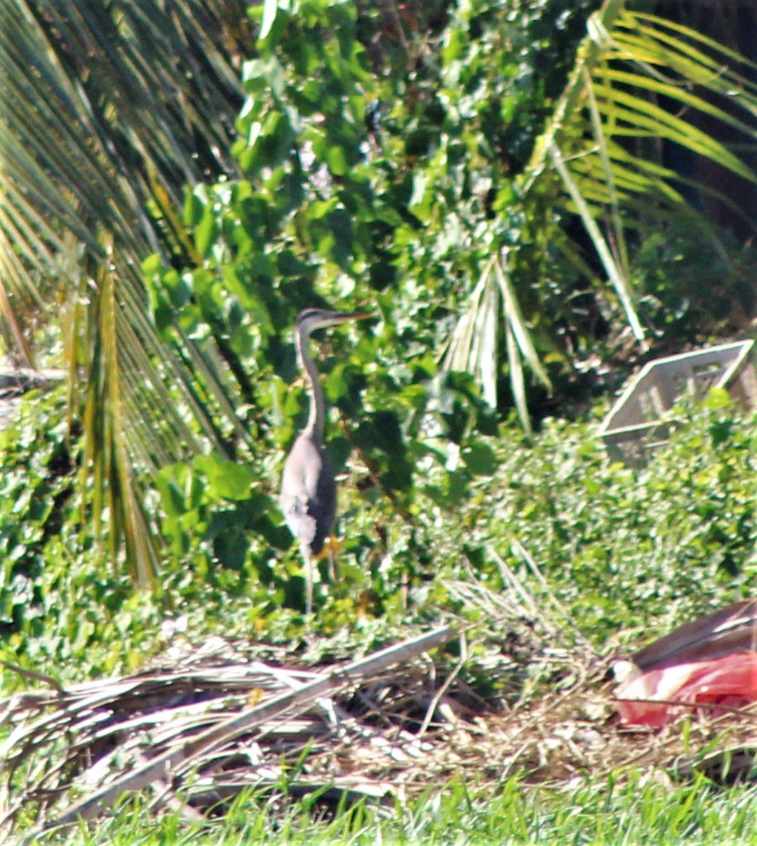 Grand Héron - ML645839913