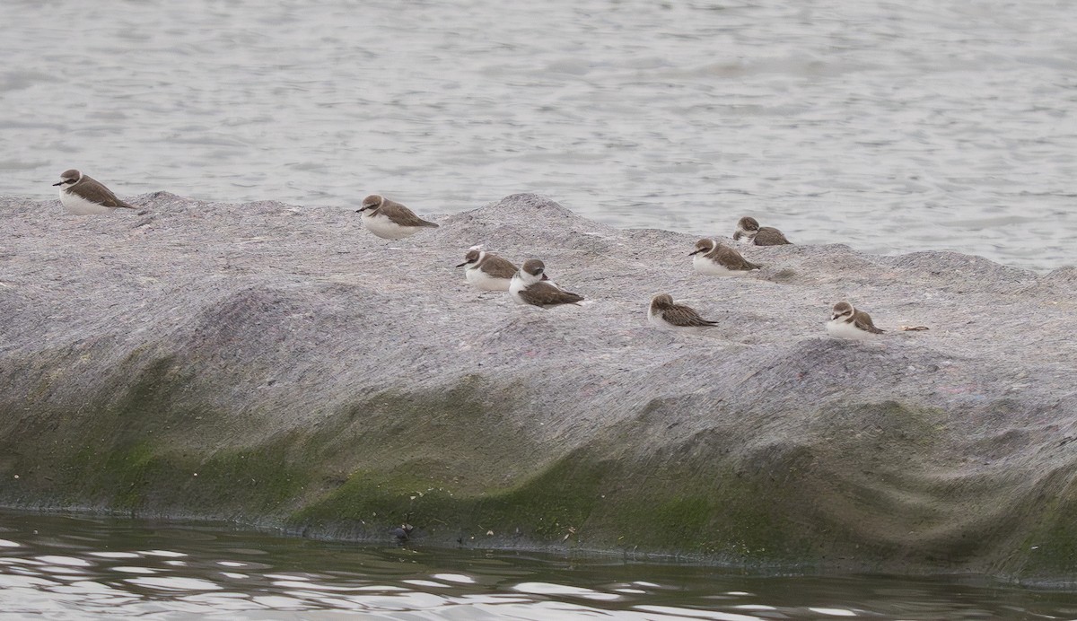 Pluvier à collier interrompu - ML645839914