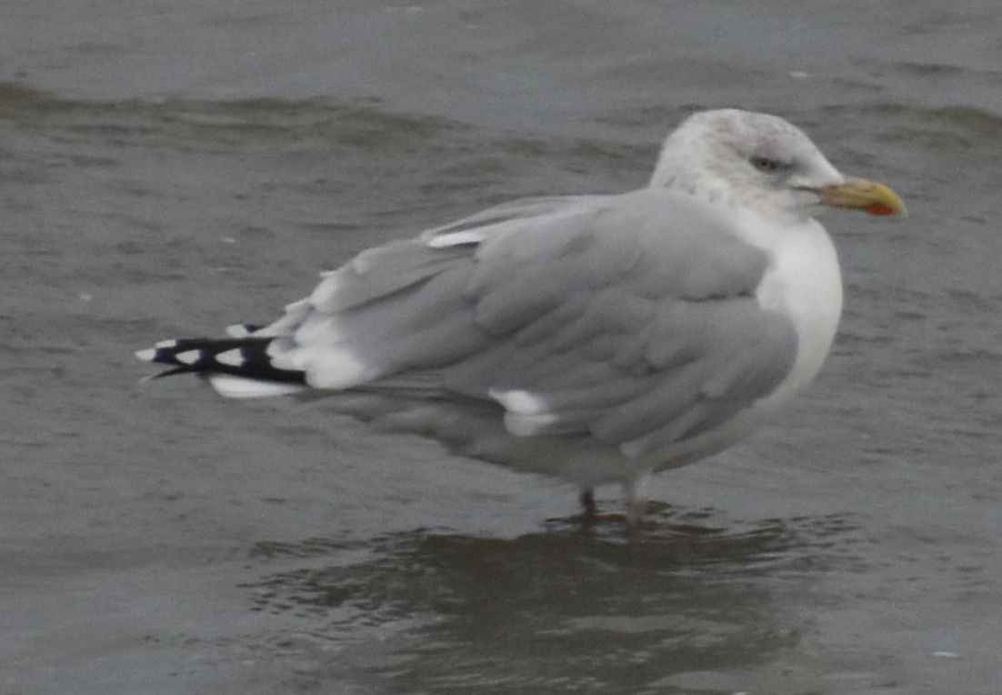 Goéland argenté - ML645839915