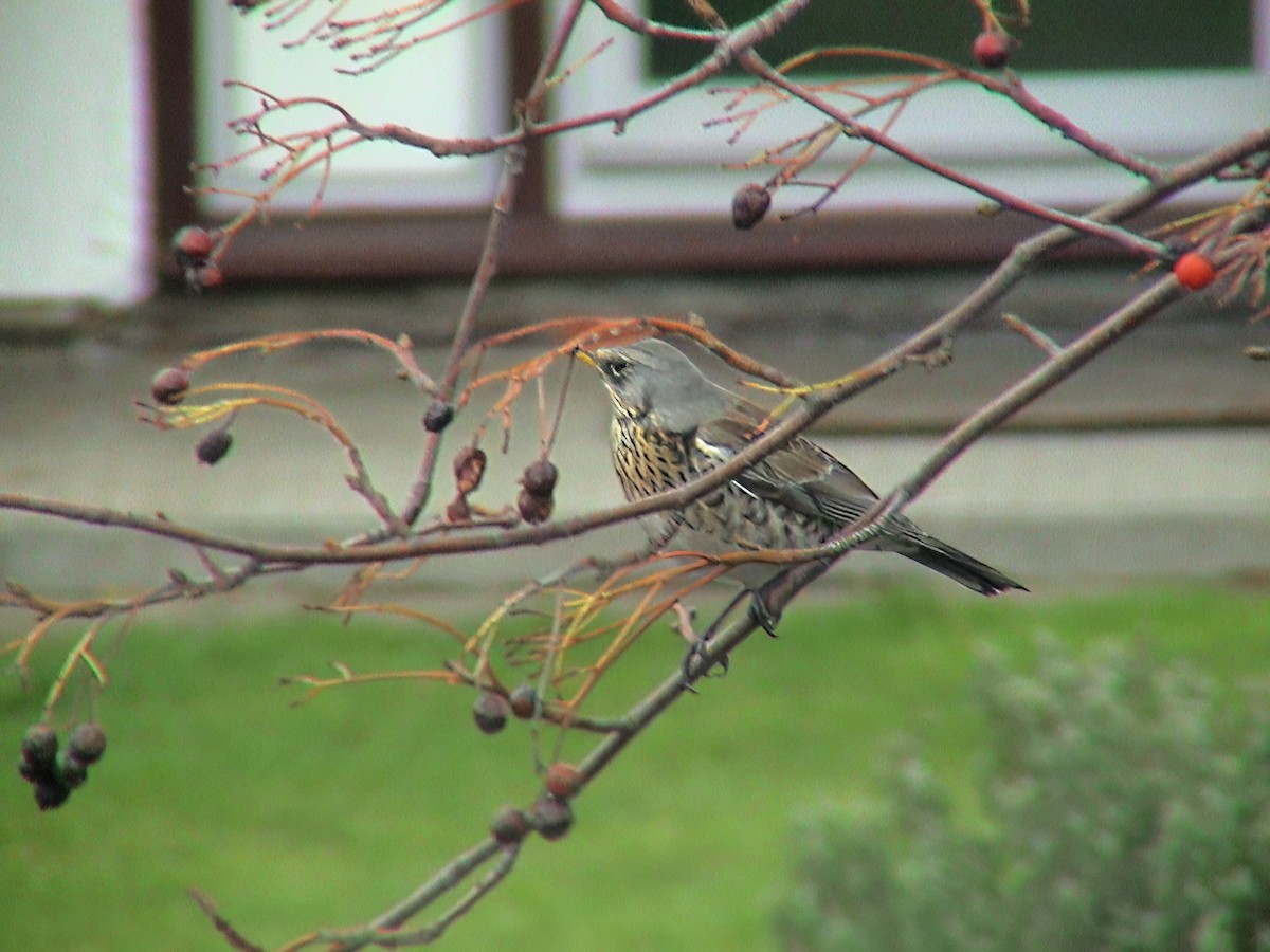 Grive litorne - ML645839916