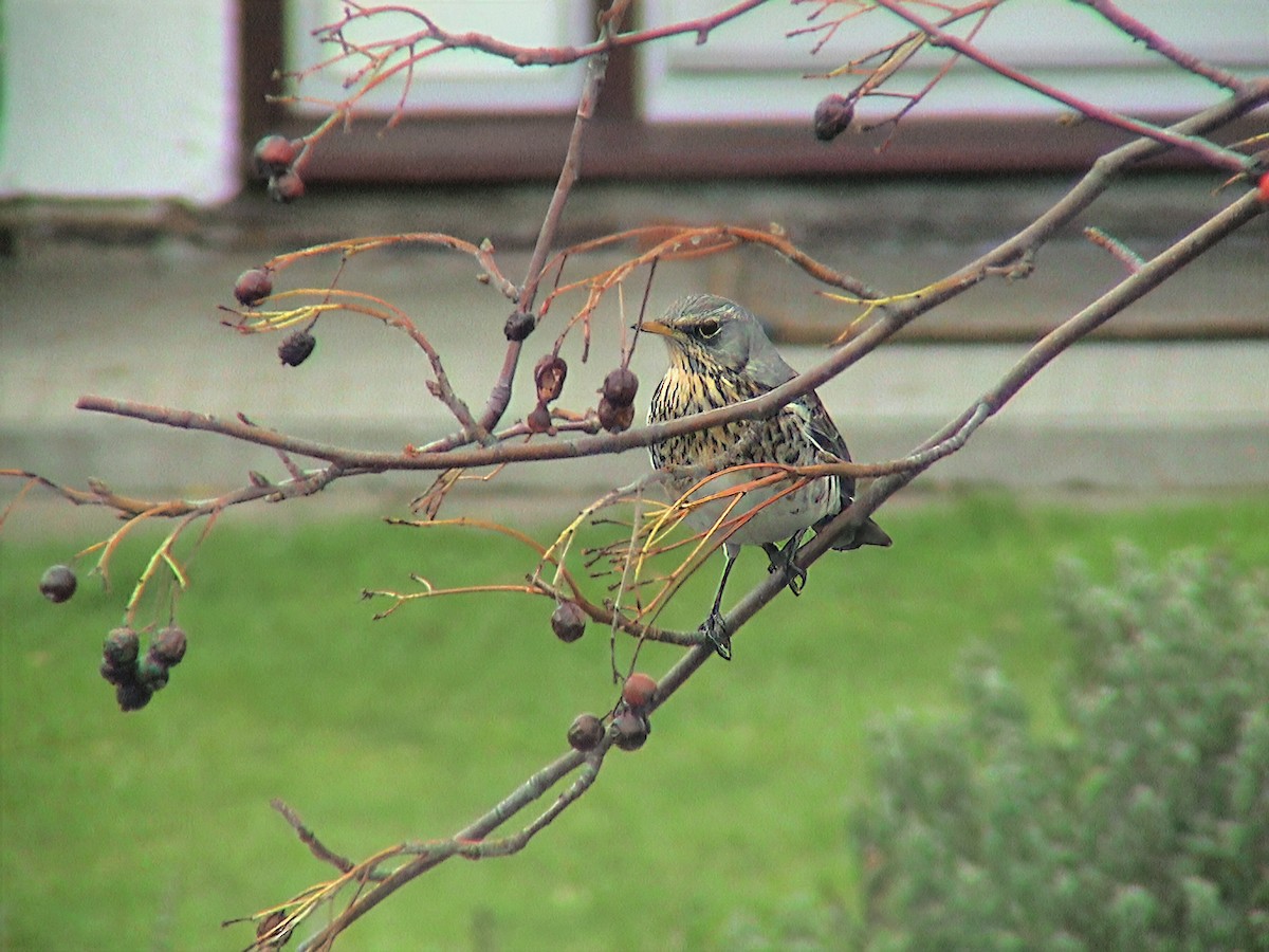 Grive litorne - ML645839917