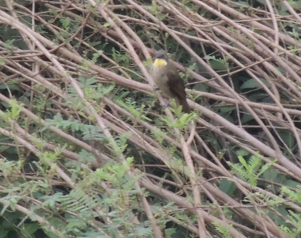 Bulbul à gorge claire - ML645839918