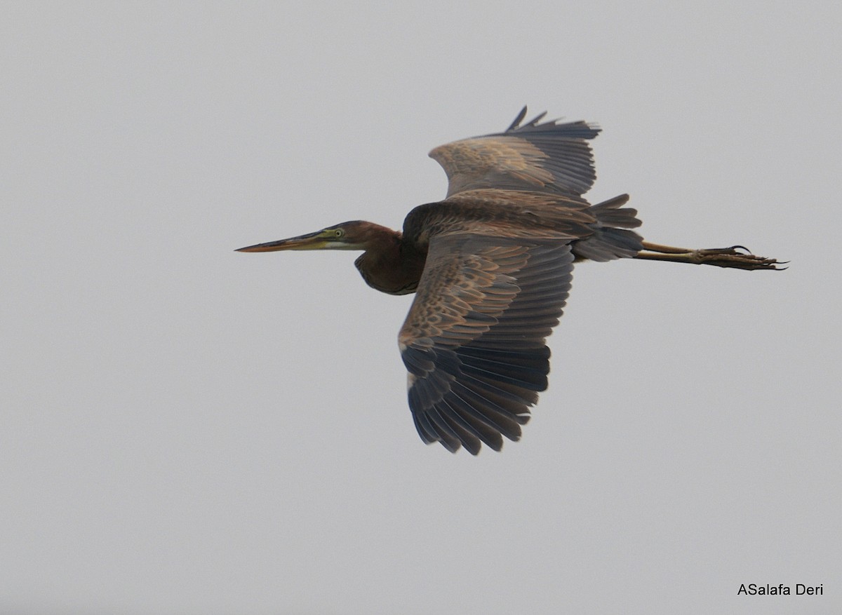 Héron pourpré (groupe purpurea) - ML645839919