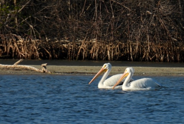 Pélican d'Amérique - ML645839921