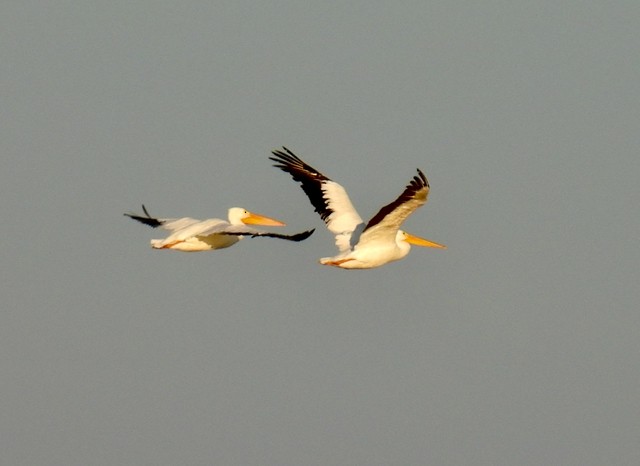 Pélican d'Amérique - ML645839923