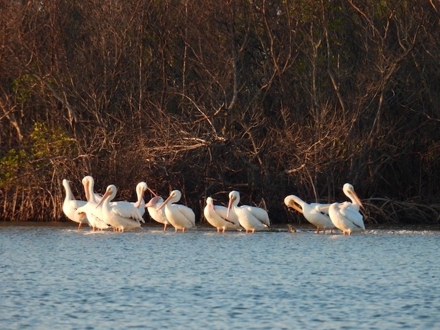 Pélican d'Amérique - ML645839924