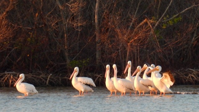 Pélican d'Amérique - ML645839925