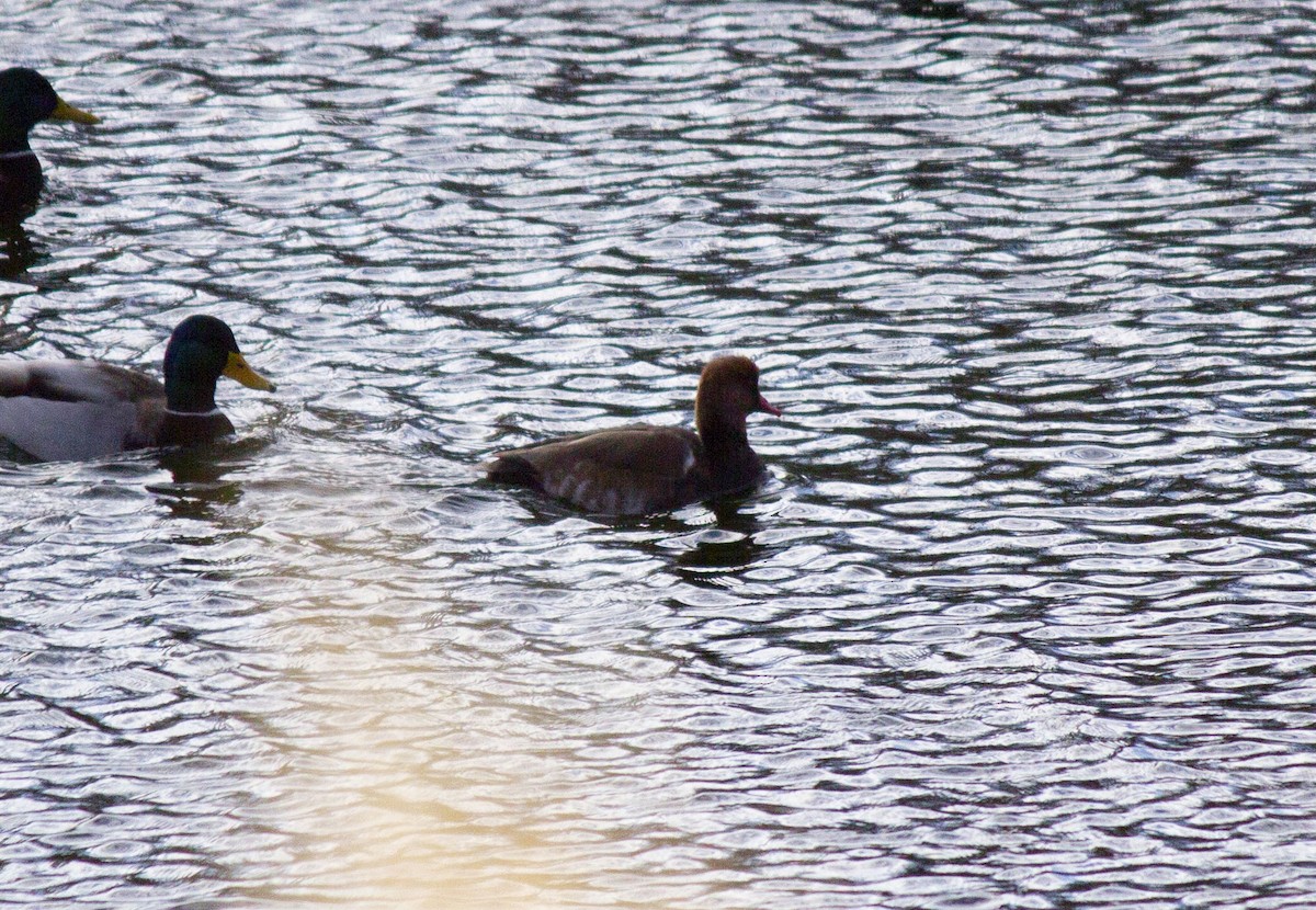 Nette rousse - ML645839926