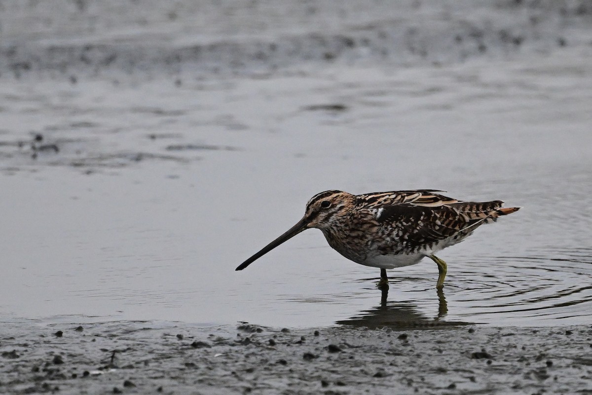 Bécassine des marais - ML645839927