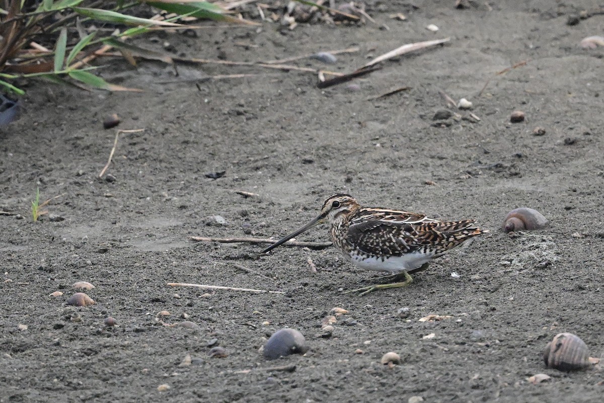 Bécassine des marais - ML645839928