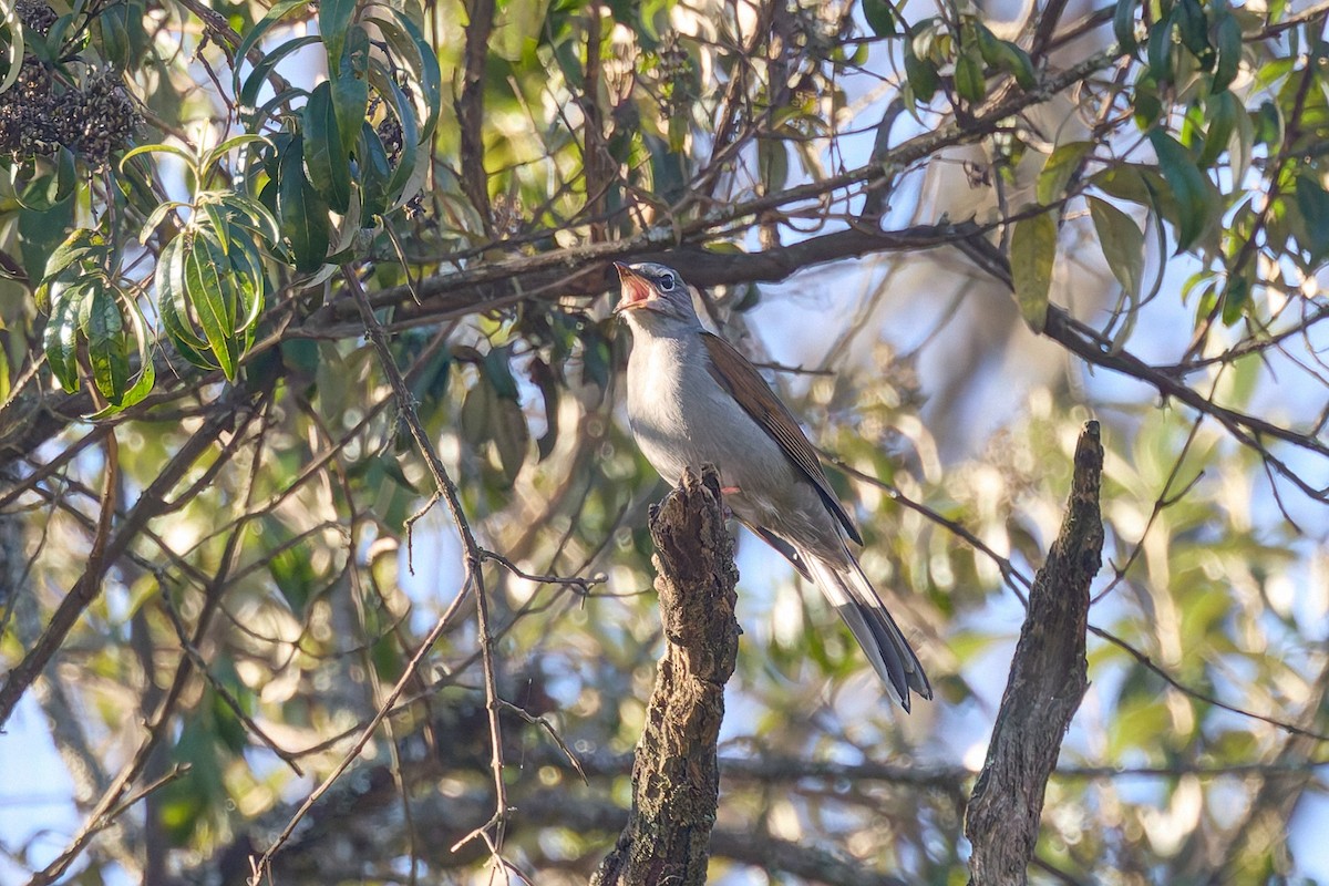 Solitaire à dos brun - ML645839930