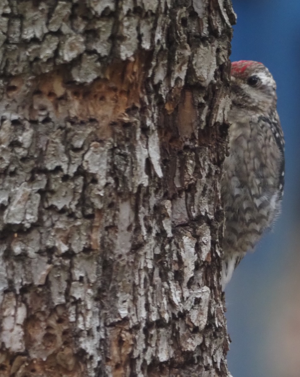 Pic maculé - ML645839931