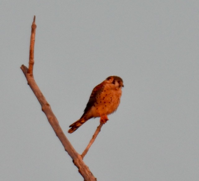 Crécerelle d'Amérique - ML645839932