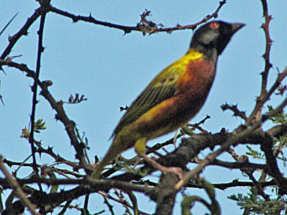 Tisserin à dos d'or - ML645839933