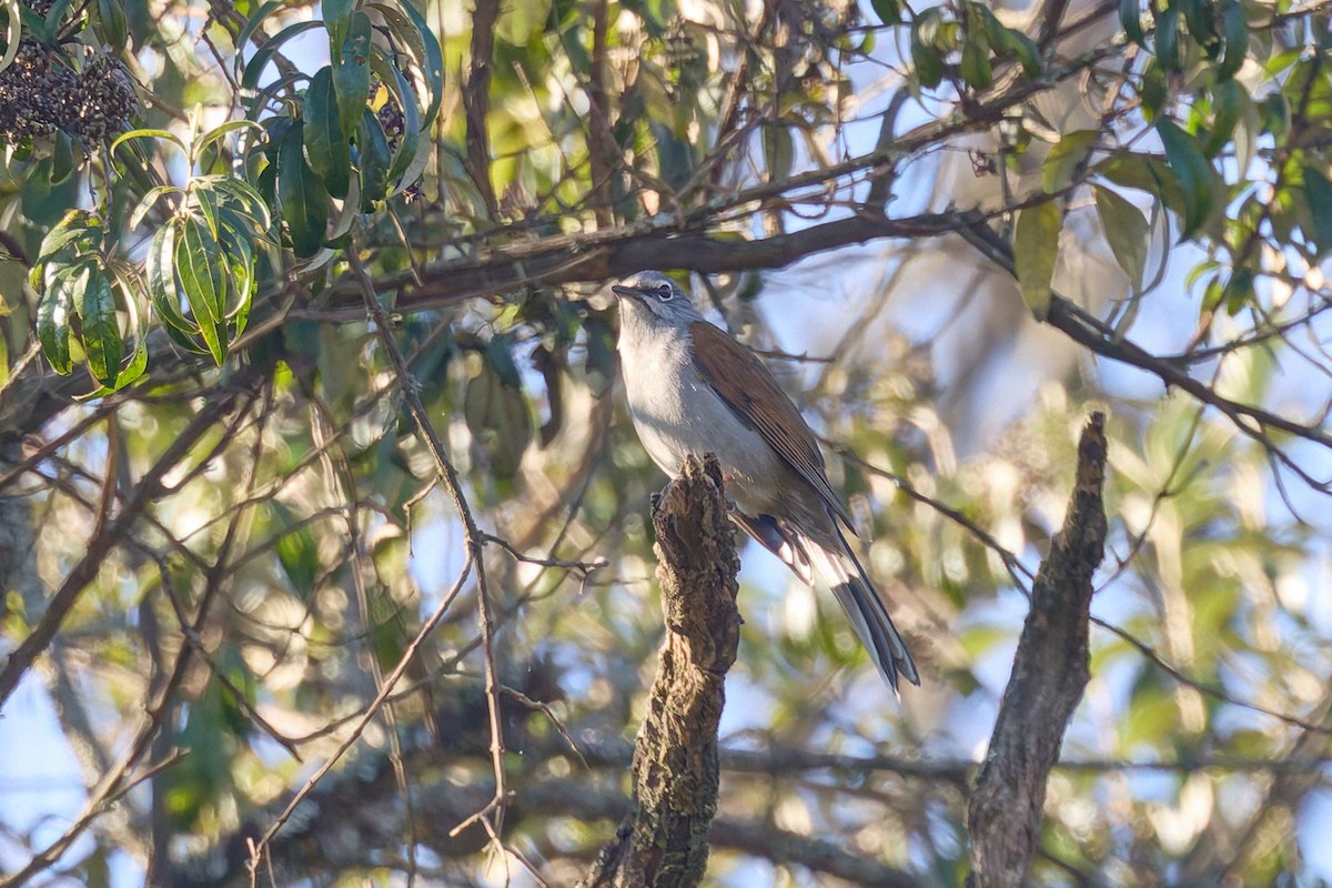 Solitaire à dos brun - ML645839934