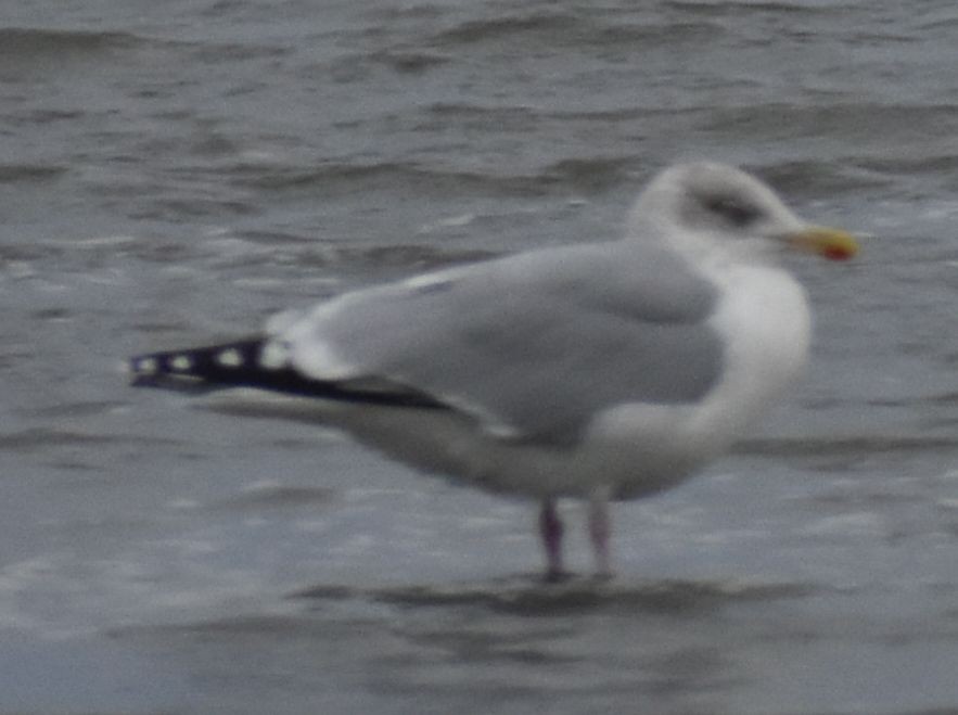 Goéland argenté - ML645839935