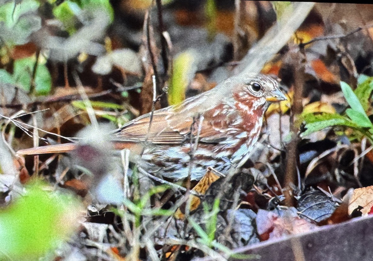 Bruant fauve (iliaca/zaboria) - ML645839936