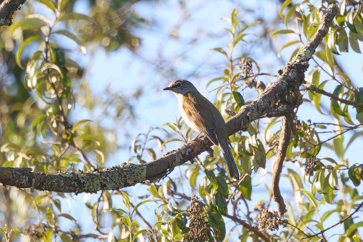 Solitaire à dos brun - ML645839937