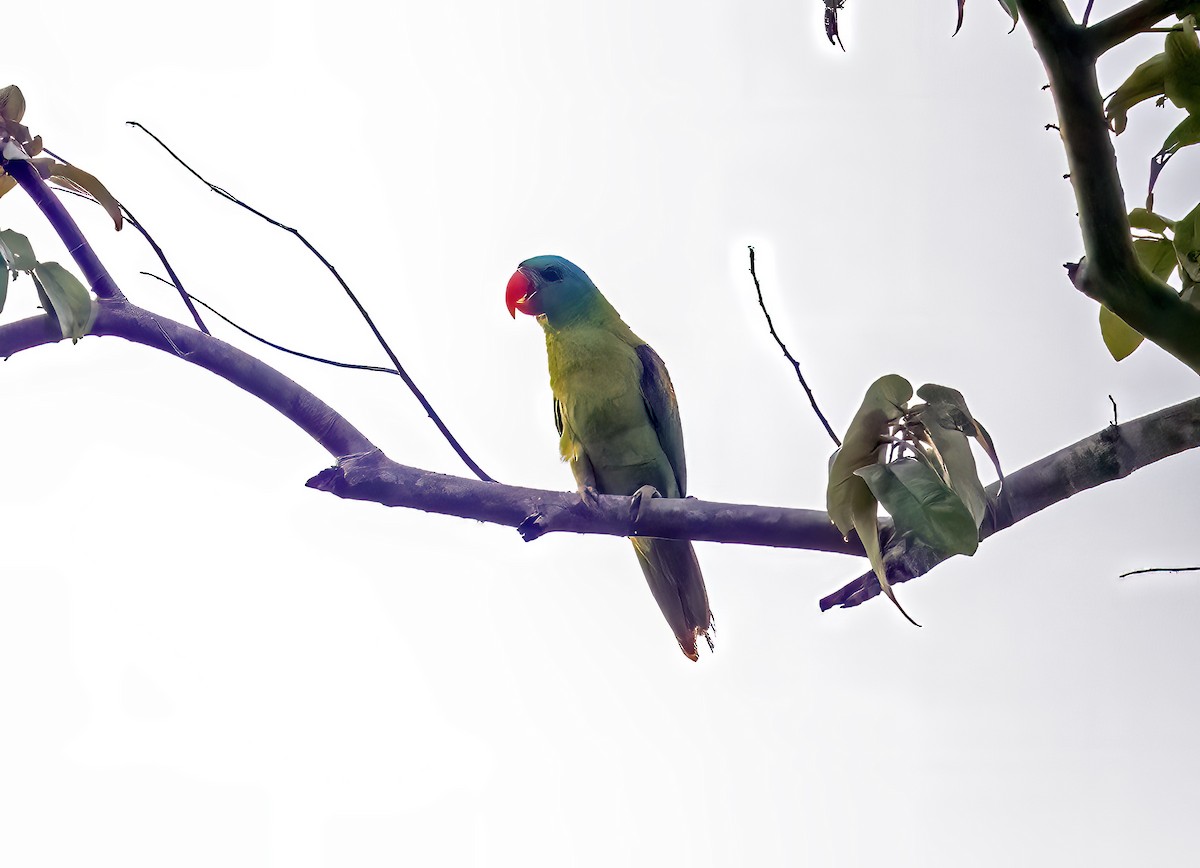 alexandr modrošíjný - ML645839939