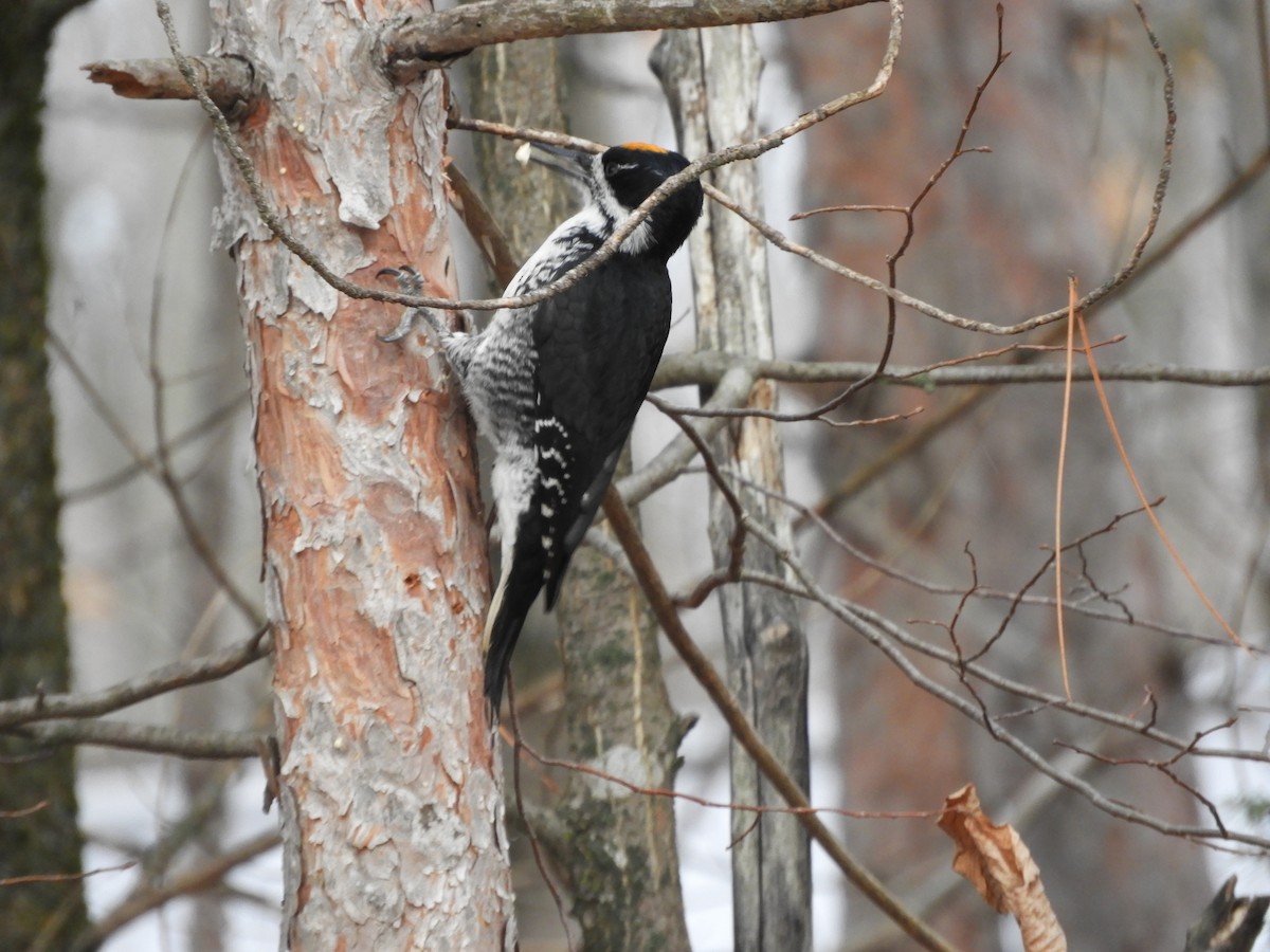 Black-backed Woodpecker - ML645839943