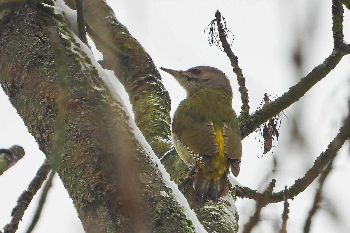 Жовна сива - ML645839952