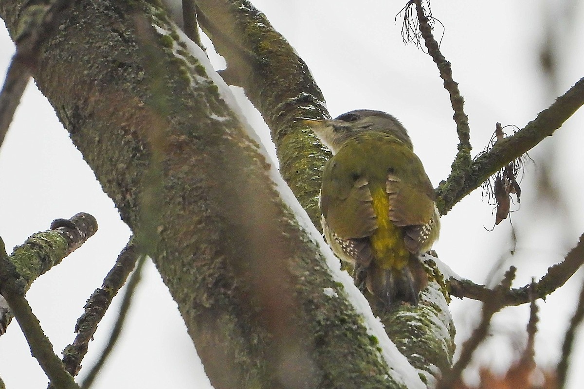 Жовна сива - ML645839953