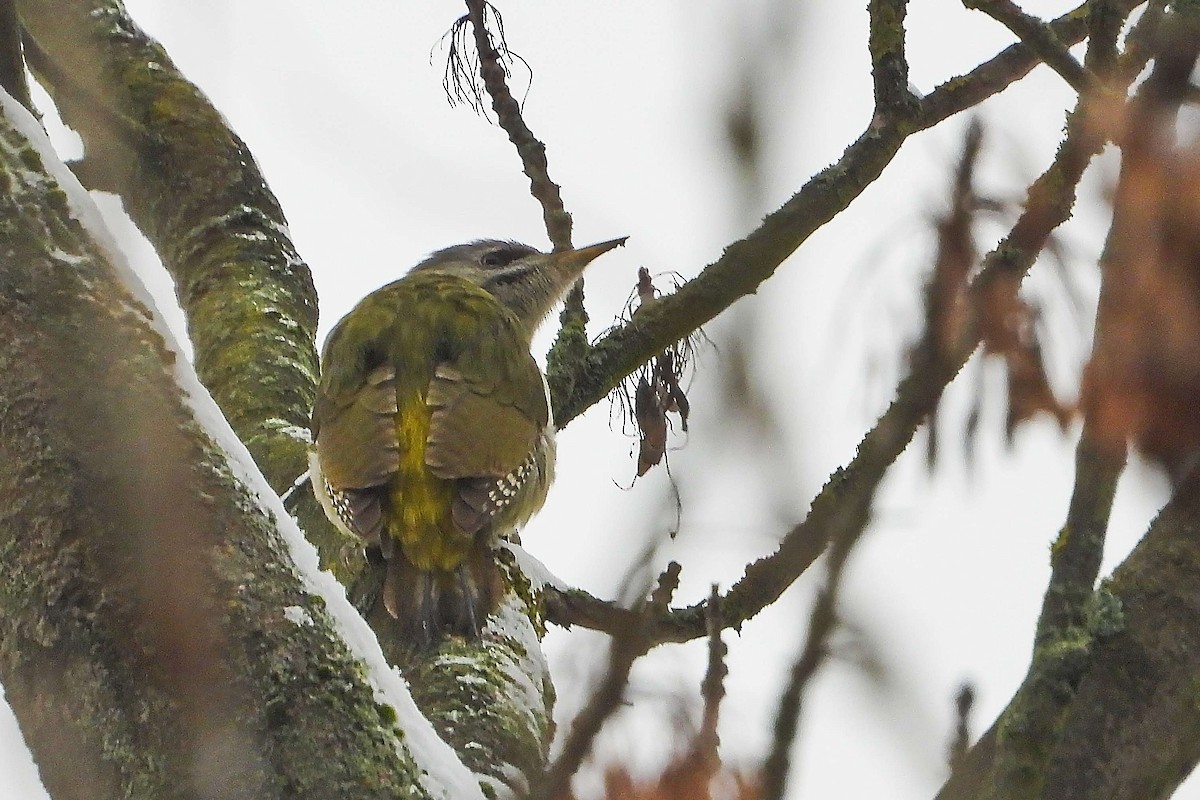 Жовна сива - ML645839954