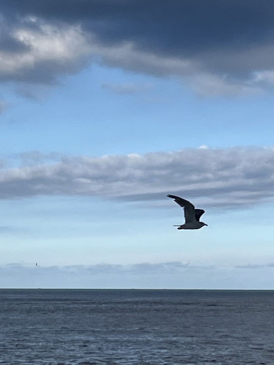 Streaked Shearwater - ML645839955