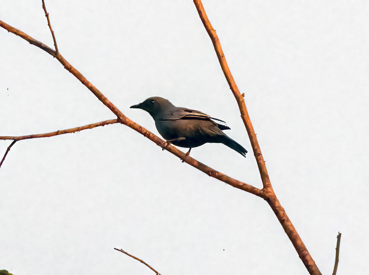 Sangihe Cicadabird (Talaud) - ML645839956