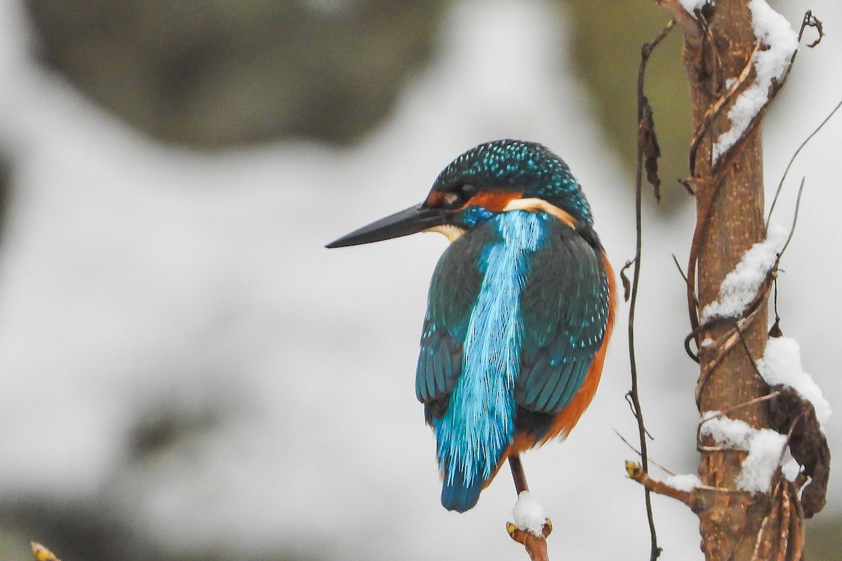 Common Kingfisher - ML645839962