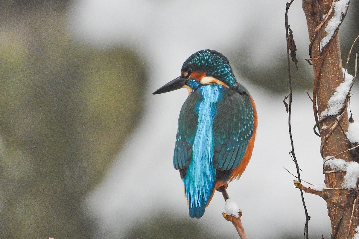 Common Kingfisher - ML645839963