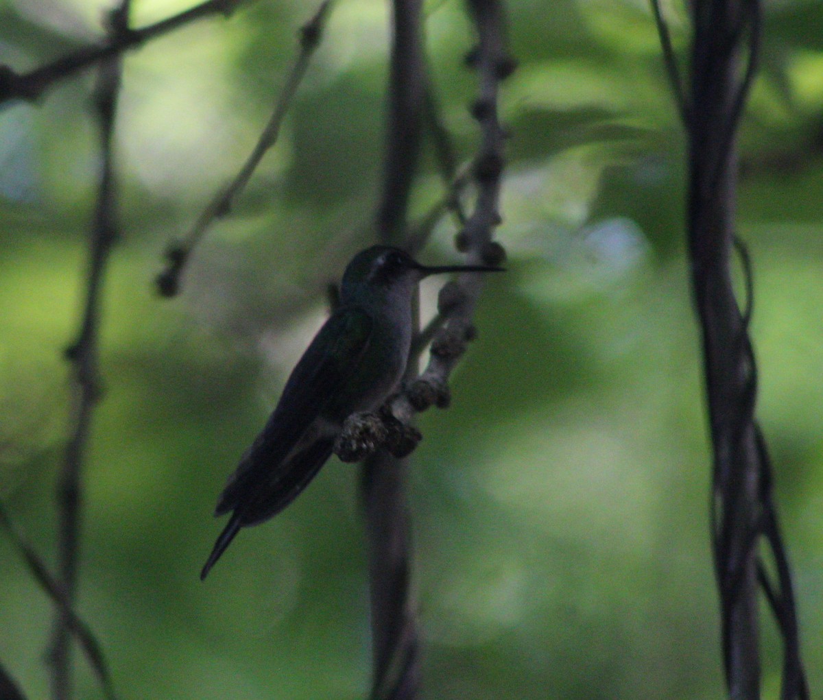 Cuban Emerald - ML645839964
