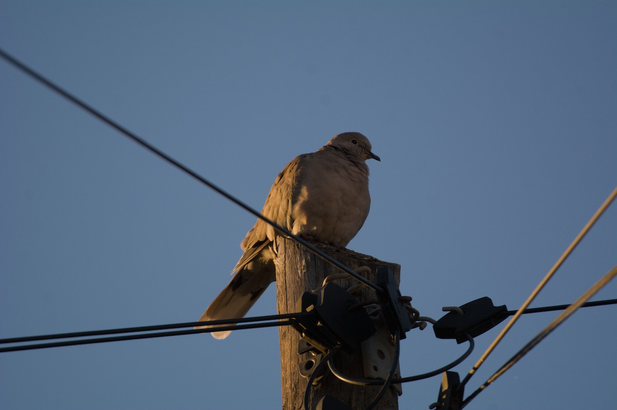 Eurasian Collared-Dove - ML645839969