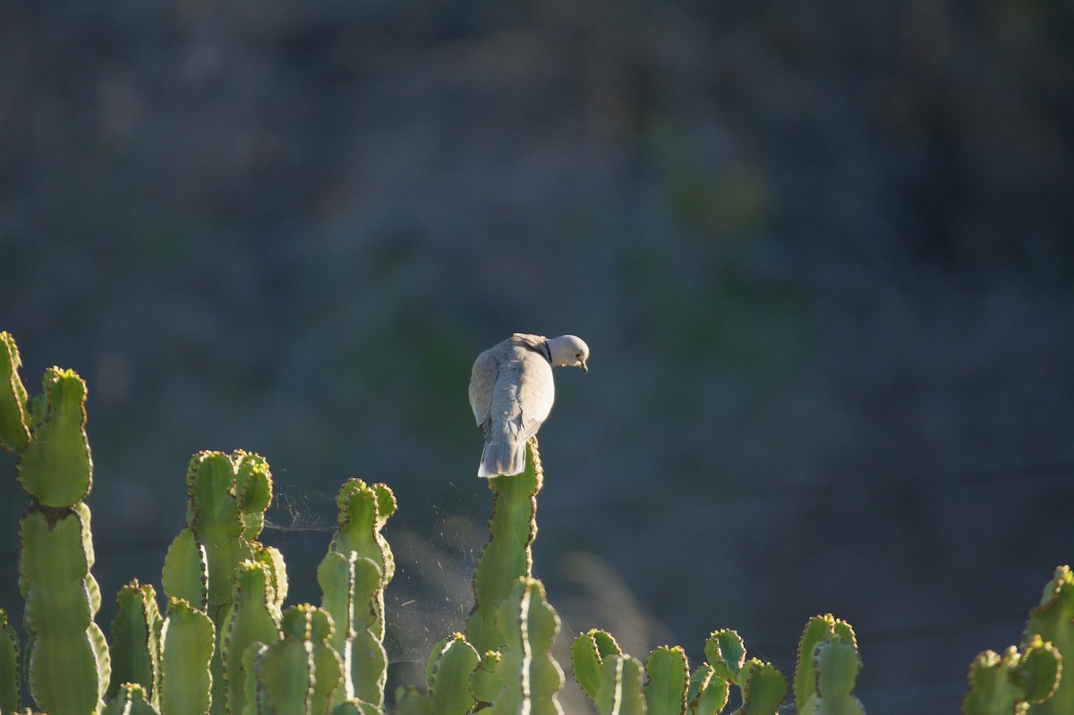 Eurasian Collared-Dove - ML645839970