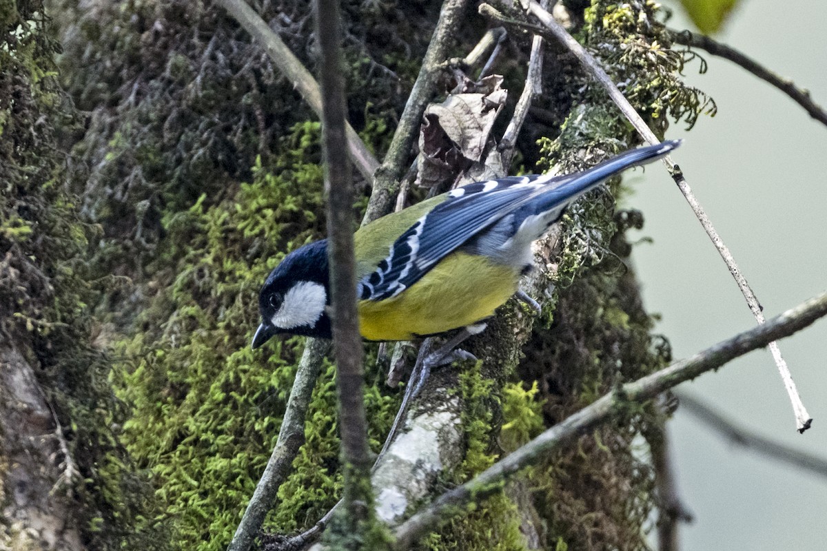 Bergkohlmeise - ML645839971