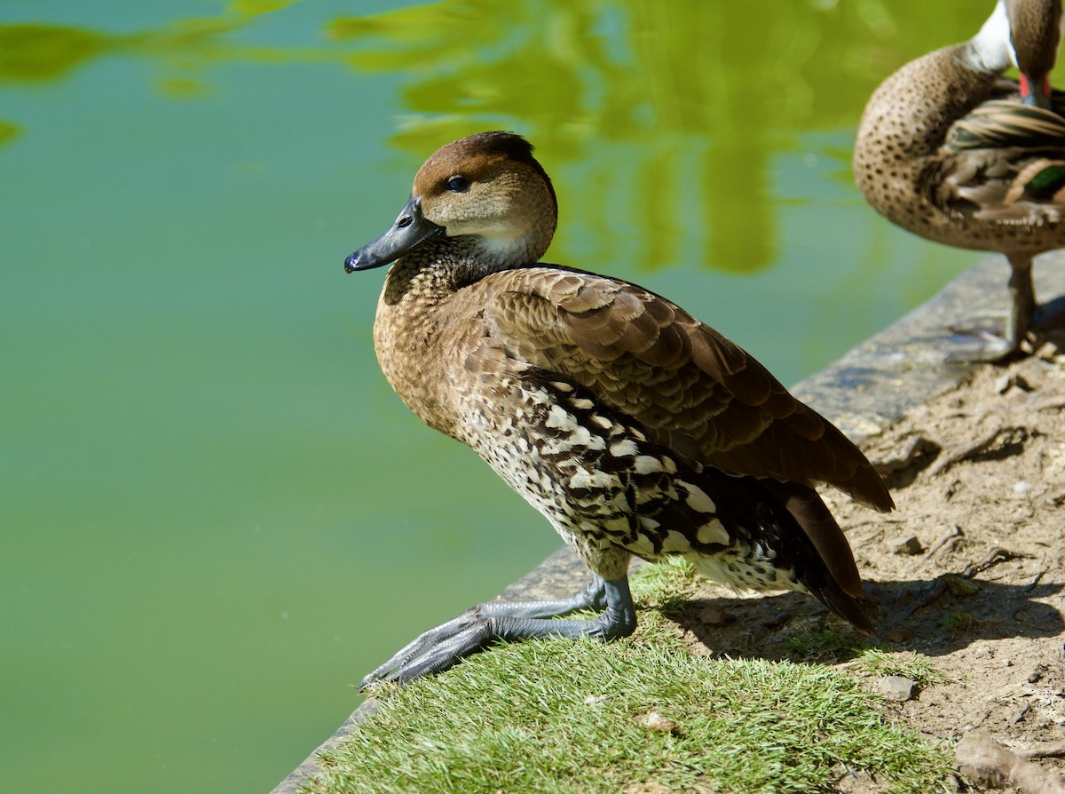 West Indian Whistling-Duck - ML645839975