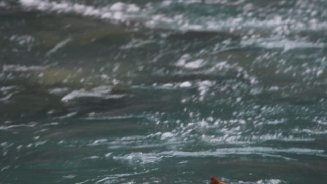 Brown Dipper - ML645839986