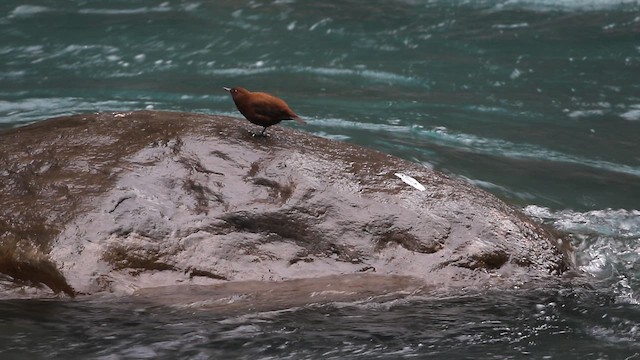 Brown Dipper - ML645839989