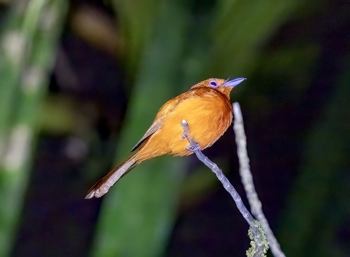 Tarçın Rengi Monark - ML645839992